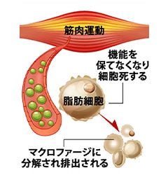 分解された脂肪細胞は自然死滅します。 (アポトーシス) その後マクロファージにより、更に分解され老廃物として体外に排出されます。